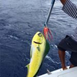 punta cana fishing report