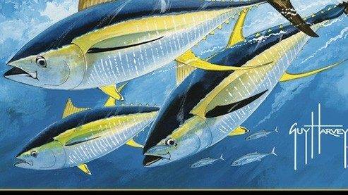 NEW Record Yellowfin Tuna Landed In Dominican Republic