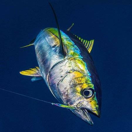 NEW Record Yellowfin Tuna Landed In Dominican Republic