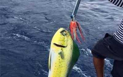 punta cana fishing report